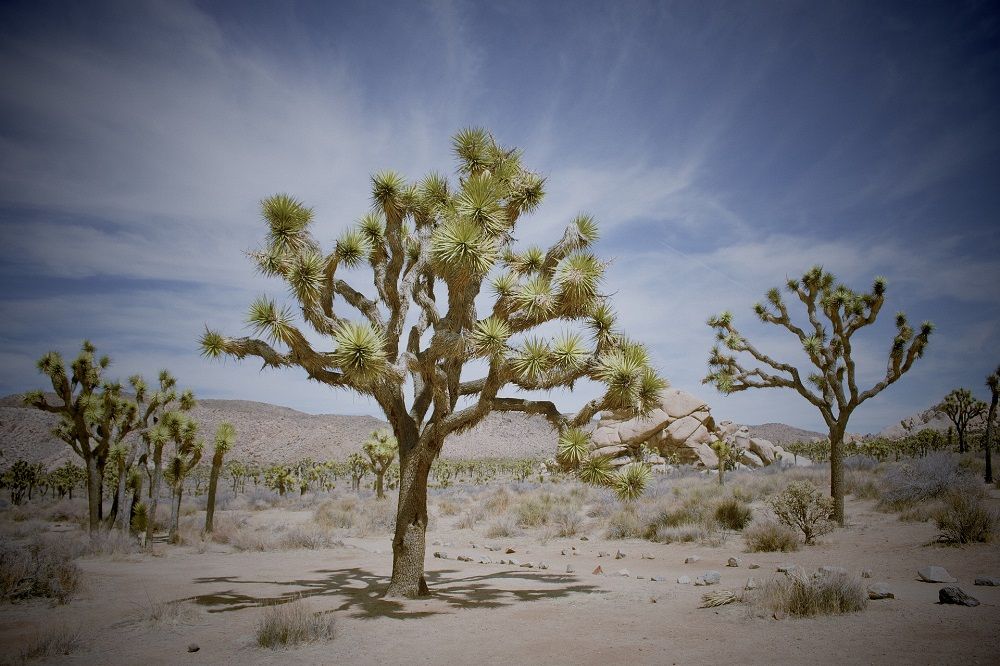 Joshua Trees in the Yucca Valley - Yucca Valley Faith Project - Dean Larkin Design
