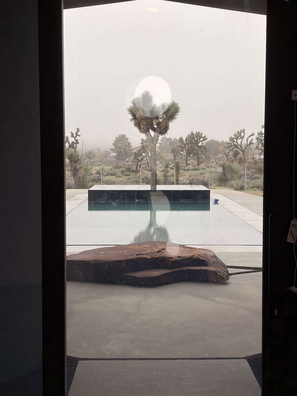 View from the patio, with the Joshua tree a as a focal point- Dean Larkin Design